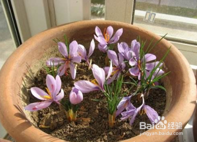 番红花种球种植方法