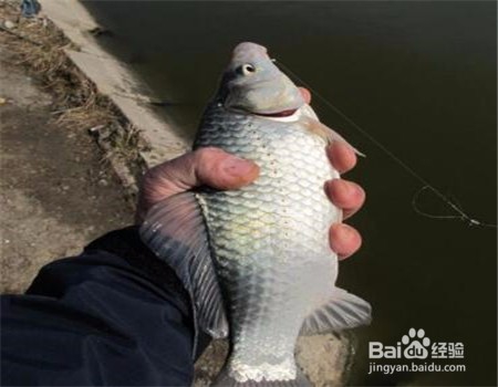 秋天怎样钓鲫鱼