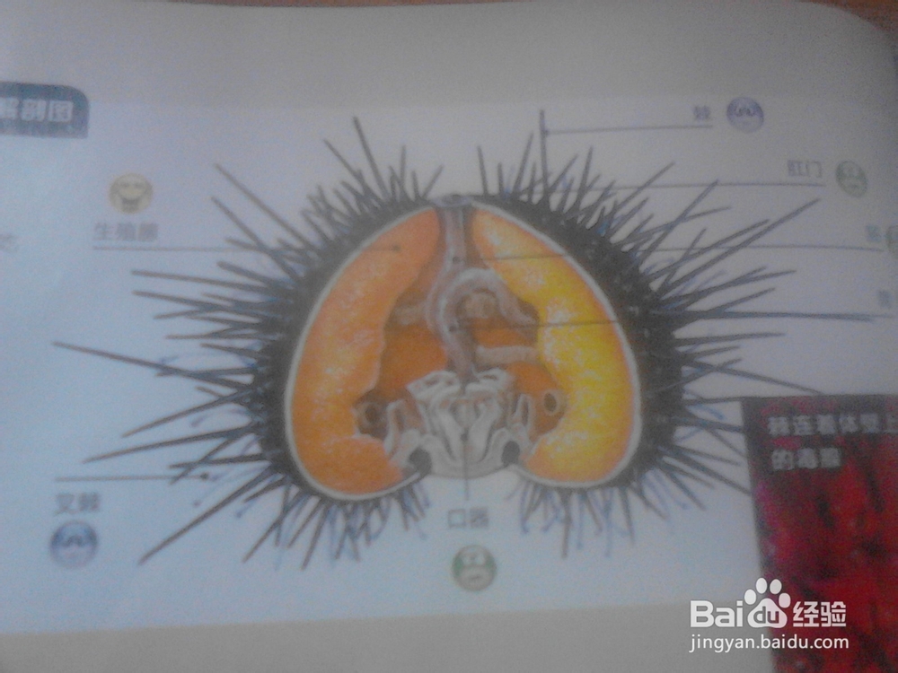 如何科学的吃 海参 海胆等海货