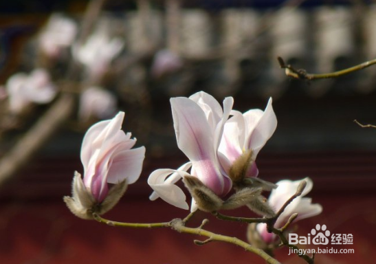 望春玉兰繁殖的操作方法