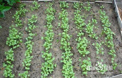 种植萝卜要有一定的株距和行距,在种植之前要施足底肥