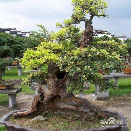 檵木的培育方法和注意事项