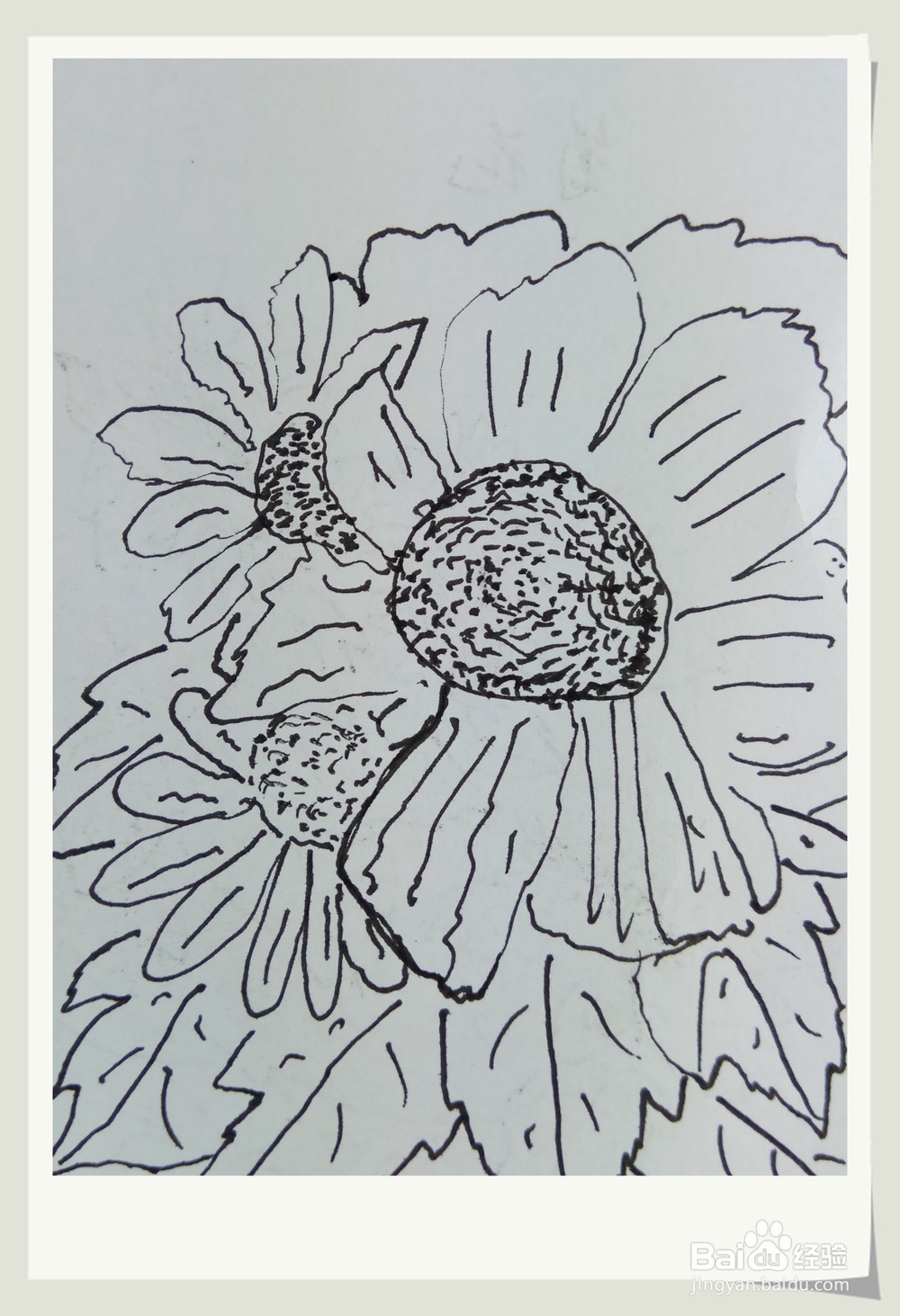 怎样画钢笔画秋菊？