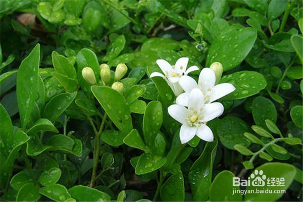 九里香的养殖方法和注意事项有什么？