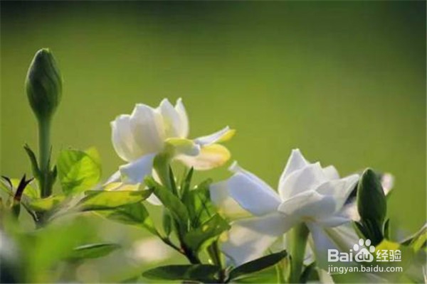 栀子花的养殖方法和注意事项有哪些?