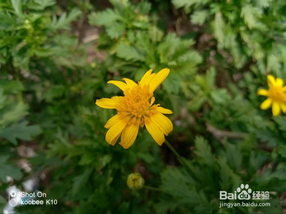 koobee酷比K10拍照小技巧