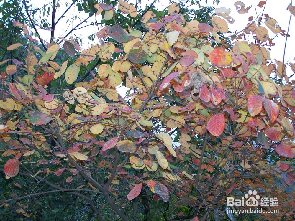 避暑胜地重渡沟，山清水秀自古有