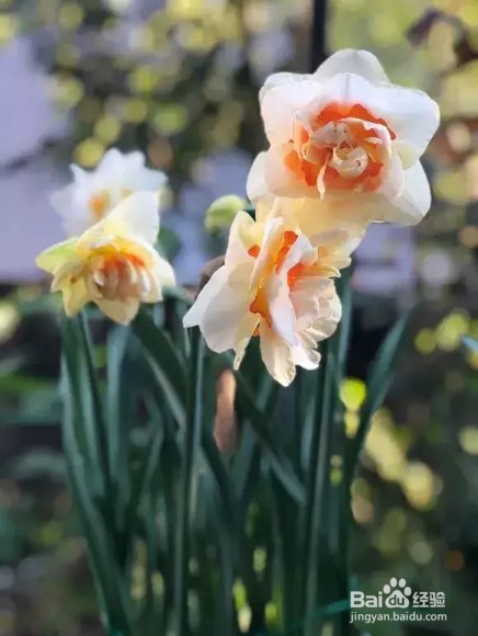 做好6件事,绿萝不死不伤,月季长寿花开满盆