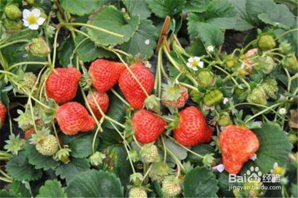 如何种植草莓