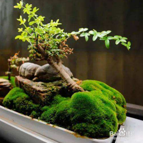 苔藓植物长不高的根本原因