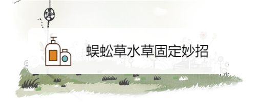蜈蚣草水草固定妙招 百度经验 蜈蚣草水草固定妙招 百度经验