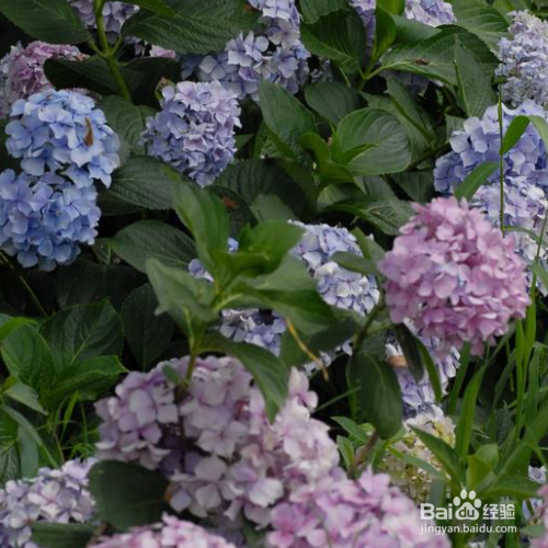 绣球叶子有斑点发黄