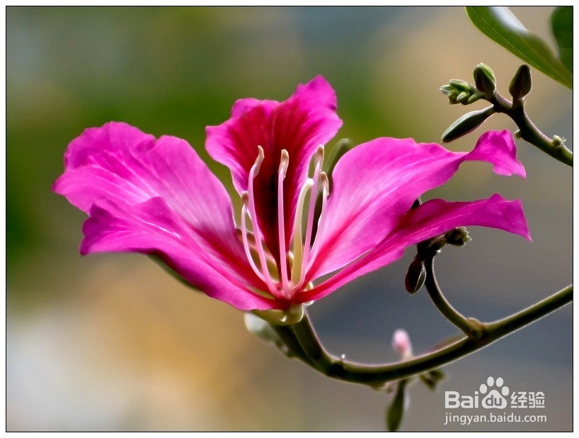 不能放于室内的植物有哪些?