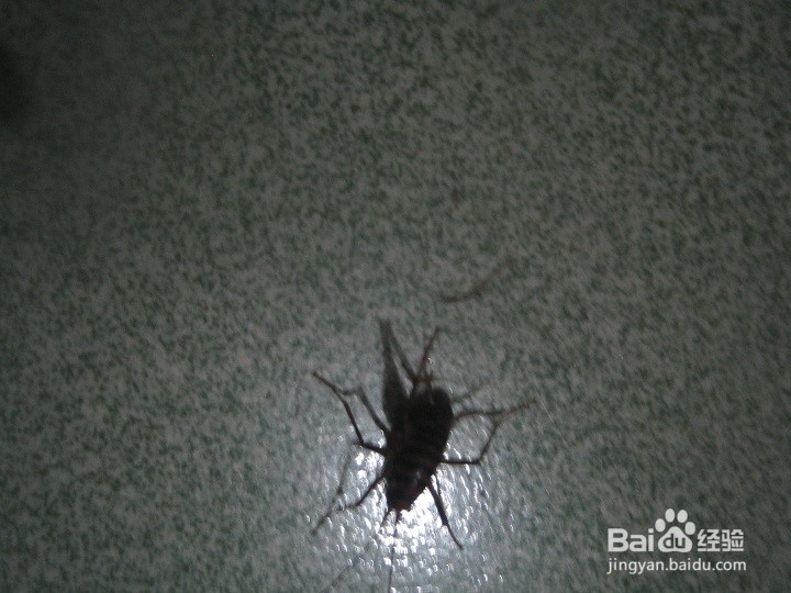 夜里在室内怎样给蟋蟀拍照