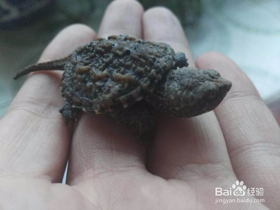 喂乌龟外用药物（碘伏等外用液体类）