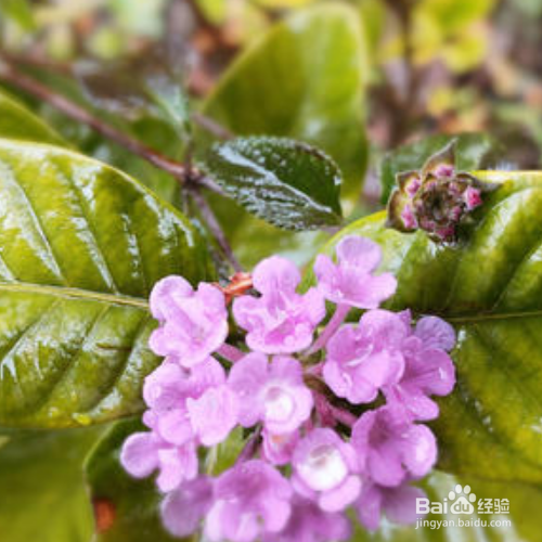 蔓马缨丹的种殖方法和注意事项