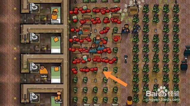 监狱建筑师怎么种菜