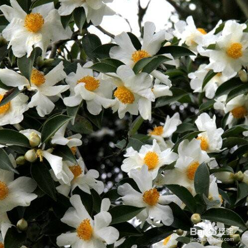 油茶花的培育方法和注意事项