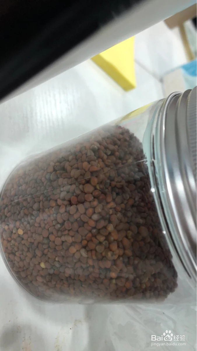 莱菔子的服用方法