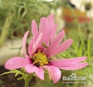 怎样种波斯菊