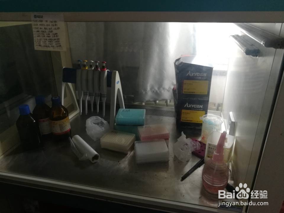 太平洋鱈IRF3氨基酸序列比对方法