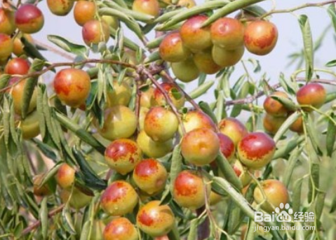 怎样过个好玩又省钱的春节？