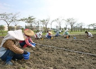 如何种植韭菜