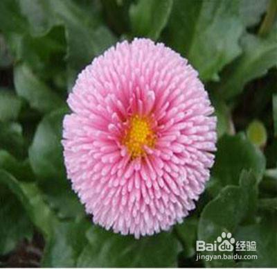 百日草种子怎么采收 百度经验 百日草种子怎么采收 百度经验