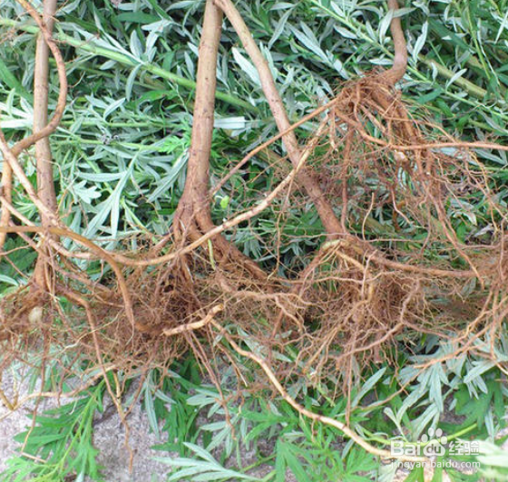 客家人的端午节怎么过？