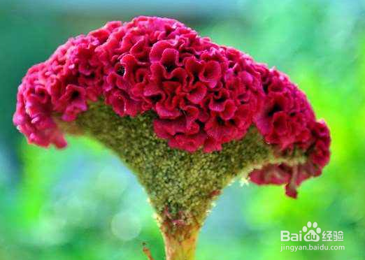 鸡冠花的养植技巧有哪些?