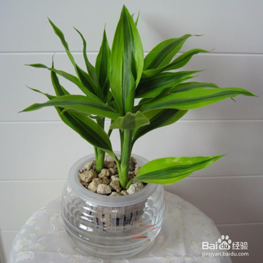 水培富贵竹应该注意哪些问题？