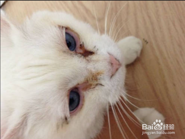 猫泪痕怎么消除