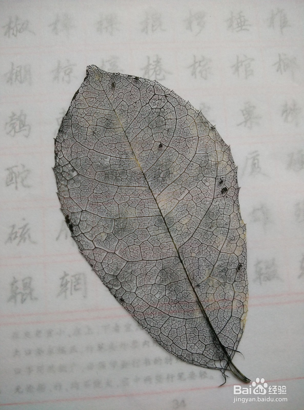 怎样制作精美的叶脉书签