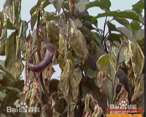 科学治疗茄子黄萎病