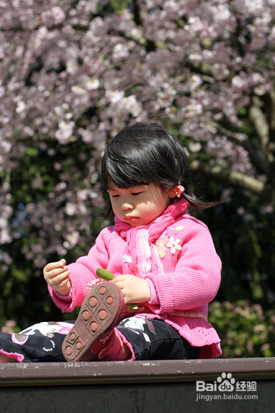 菲比带你看加国--空中列车&樱花（图）