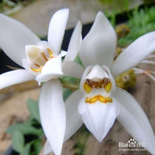 贝母兰的栽培需要注意哪些?