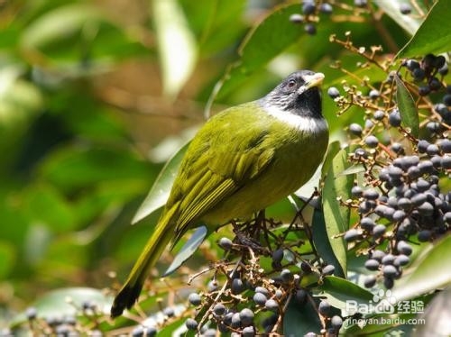 野生领雀嘴鹎鸟怎么养?