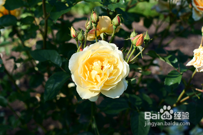 温哥华夜幕下的玫瑰园(组图)