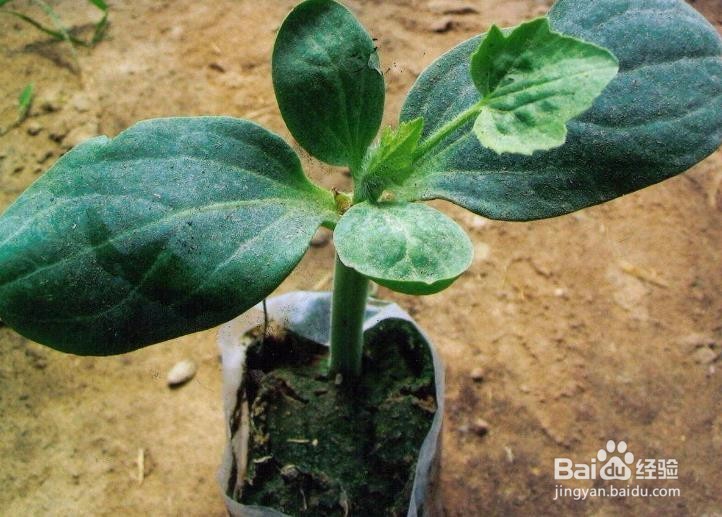 西瓜嫁接后怎么判断是活了