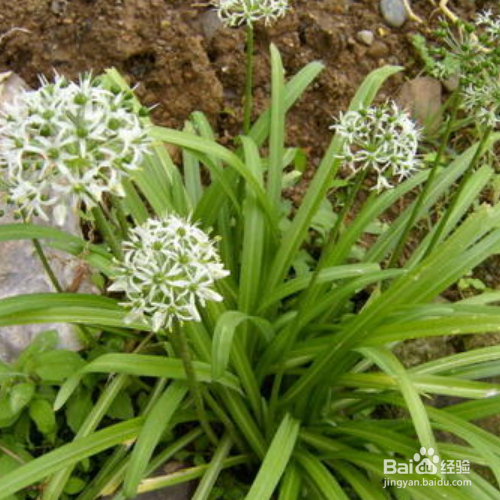 山韭的培育方法和注意事项