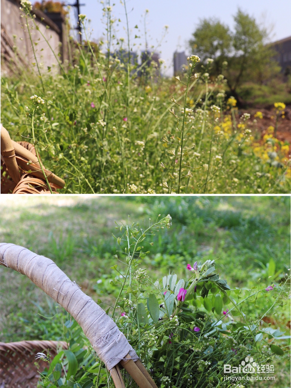吃不胖的荠菜花煮鸡蛋