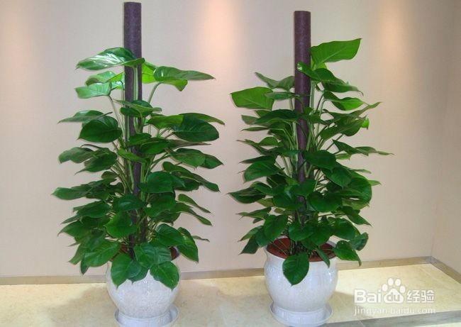 如何减少和去除家装污染、去除甲醛