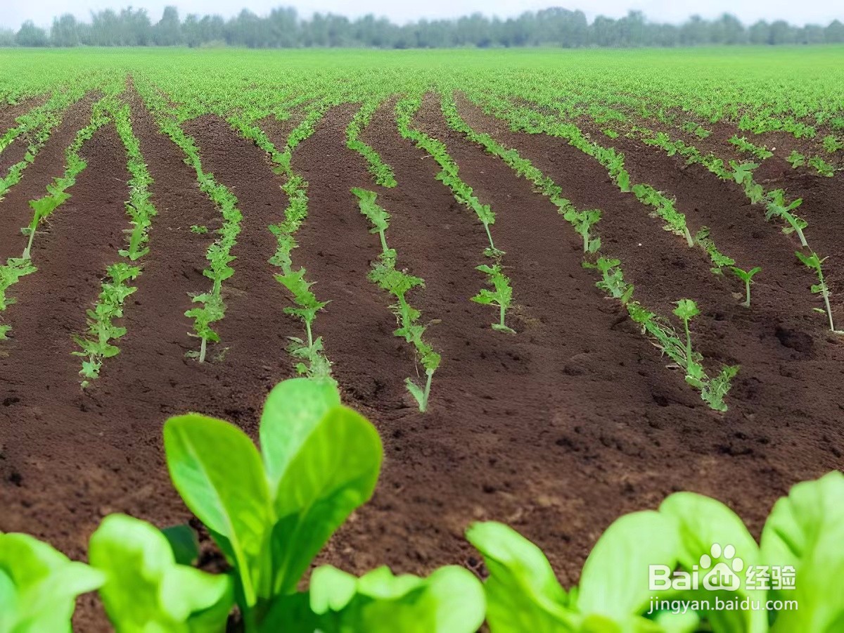 西瓜的栽培方法