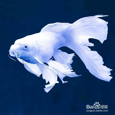 台湾蝴蝶鲤鱼养殖方法