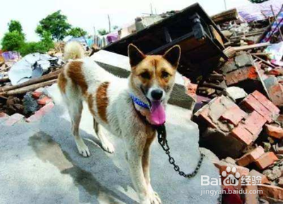 地震狗狗有什么预兆