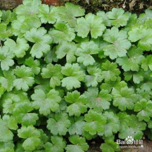 怎样培育天胡荽才会长得好？