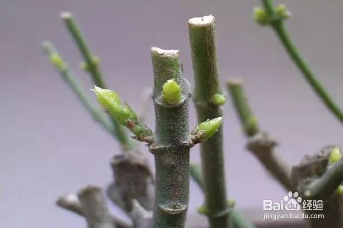 茉莉花怎么养爆盆