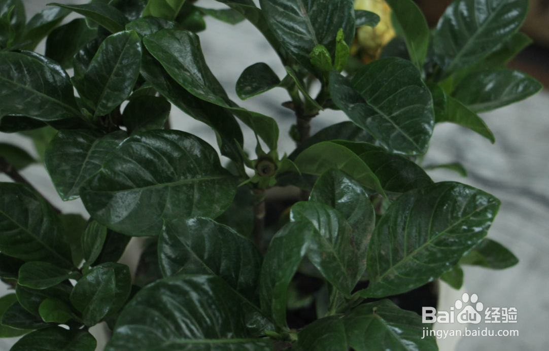 栀子花怎样养才能花开不断