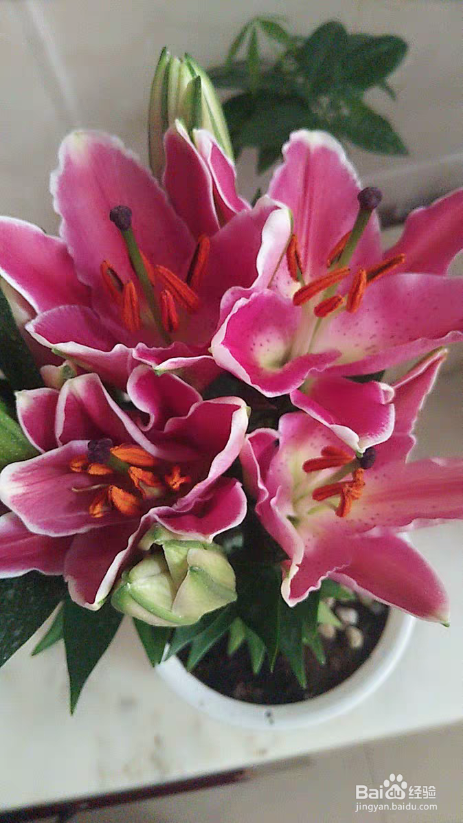 百合花养殖需要注意些什么呢