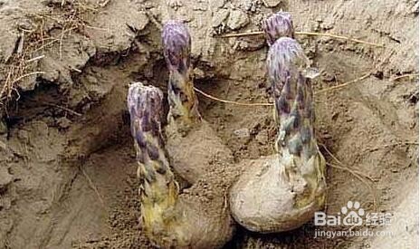 详解沙漠人参肉苁蓉的功效与作用